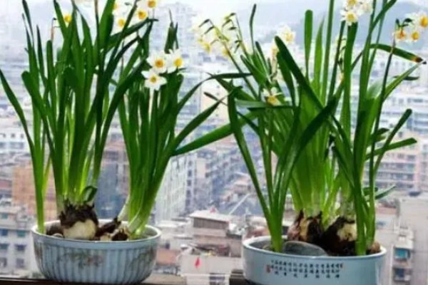 怎么养水仙花盆栽,喜欢生长在湿润的盆土中