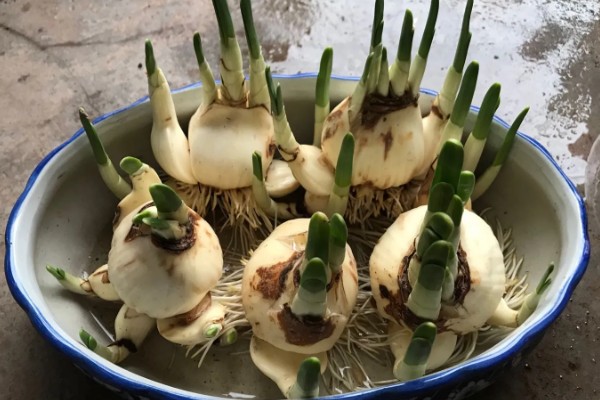 怎么养水仙花盆栽,喜欢生长在湿润的盆土中