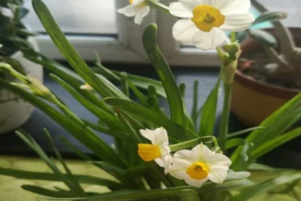 怎么养水仙花盆栽,喜欢生长在湿润的盆土中