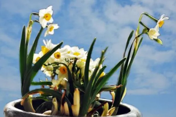 怎么养水仙花盆栽,喜欢生长在湿润的盆土中