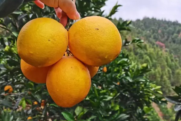 脐橙怎么储存,以下3种方式都可以采用