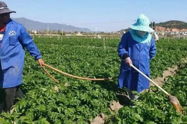 代森锌和代森锰锌有什么区别,颜色、味道、锌含量都不同