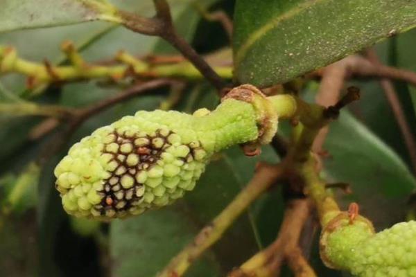 防治荔枝炭疽病的方法，清园后喷施灭病威悬浮剂