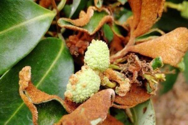 防治荔枝炭疽病的方法，清园后喷施灭病威悬浮剂