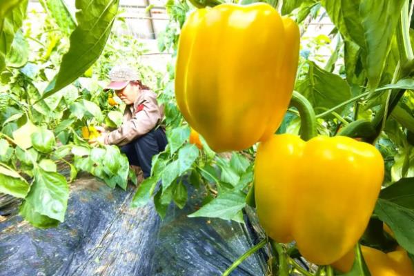 甜椒喜光吗,属于喜光植物