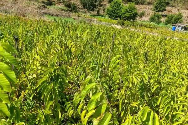 释迦果适合在什么地方种植,适合长在8个小时以上的地区