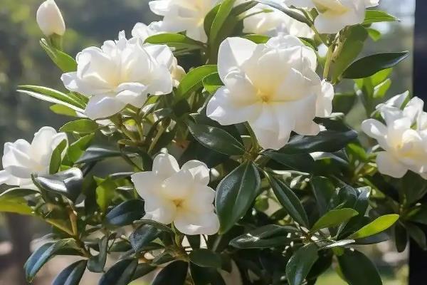 栀子花在室外过冬的方法，覆盖塑料薄膜可以保温
