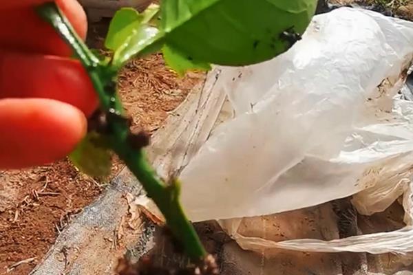 栀子花在室外过冬的方法，覆盖塑料薄膜可以保温