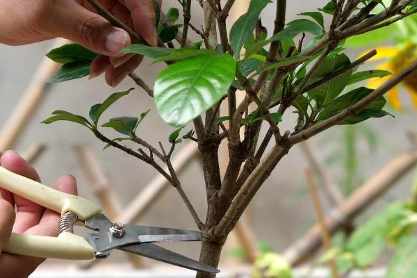 栀子花在室外过冬的方法，覆盖塑料薄膜可以保温