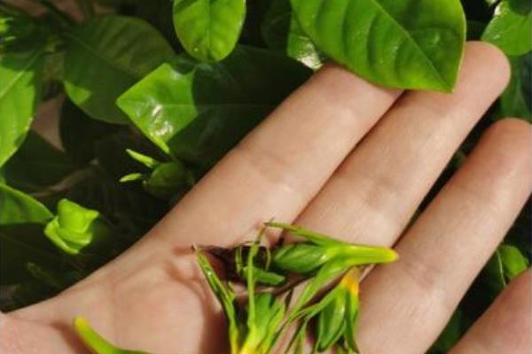 栀子花在室外过冬的方法，覆盖塑料薄膜可以保温
