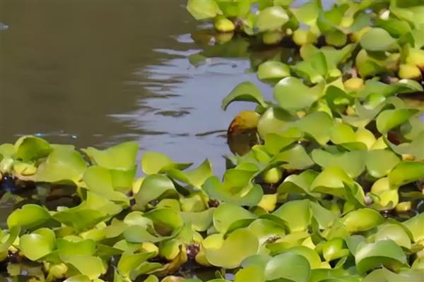 水浮莲的危害，会影响水源