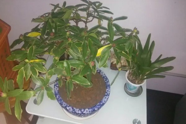 瑞香叶子掉落如何补救,先找到原因再对症防治