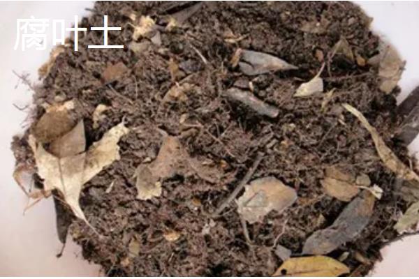 种植虎皮兰适合用什么土壤，田园土、腐叶土、泥炭土等种类都可以使用