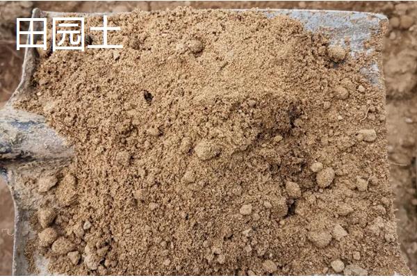 种植虎皮兰适合用什么土壤，田园土、腐叶土、泥炭土等种类都可以使用