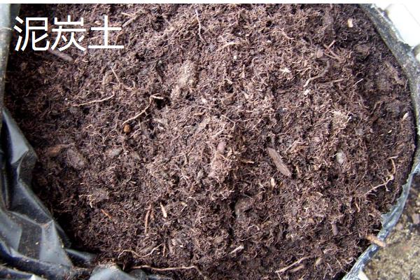 种植虎皮兰适合用什么土壤，田园土、腐叶土、泥炭土等种类都可以使用