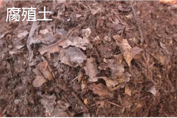 种植虎皮兰适合用什么土壤，田园土、腐叶土、泥炭土等种类都可以使用
