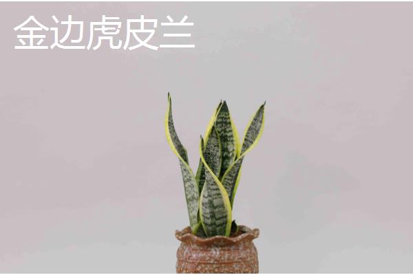 种植虎皮兰适合用什么土壤，田园土、腐叶土、泥炭土等种类都可以使用