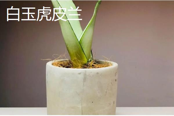 种植虎皮兰适合用什么土壤，田园土、腐叶土、泥炭土等种类都可以使用