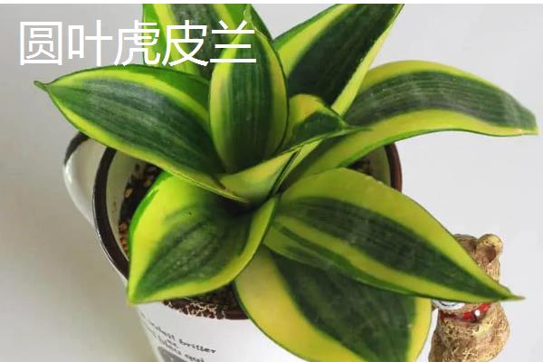 种植虎皮兰适合用什么土壤，田园土、腐叶土、泥炭土等种类都可以使用
