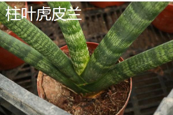种植虎皮兰适合用什么土壤，田园土、腐叶土、泥炭土等种类都可以使用