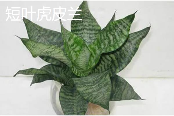 种植虎皮兰适合用什么土壤，田园土、腐叶土、泥炭土等种类都可以使用