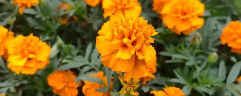孔雀草花有哪几种颜色，有橙红色、金黄色等
