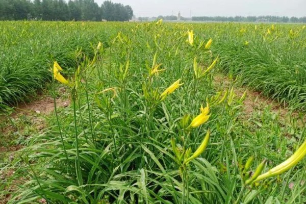 怎么种植黄花菜，新苗长出前要保持土壤湿润