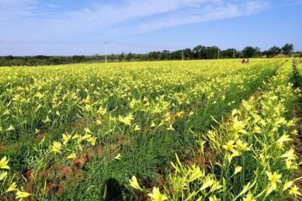 怎么种植黄花菜，新苗长出前要保持土壤湿润