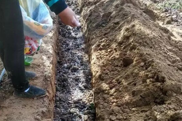 怎么种植黄花菜，新苗长出前要保持土壤湿润