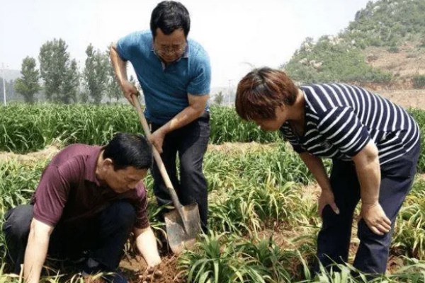 怎么种植黄花菜，新苗长出前要保持土壤湿润