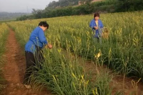 怎么种植黄花菜，新苗长出前要保持土壤湿润