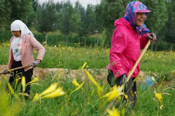 怎么种植黄花菜，新苗长出前要保持土壤湿润