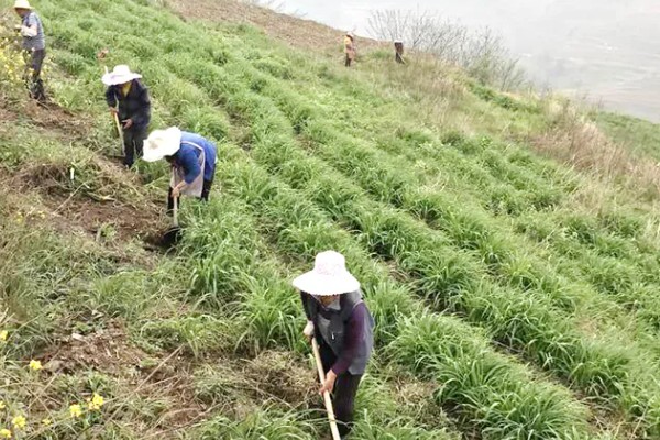 怎么种植黄花菜，新苗长出前要保持土壤湿润