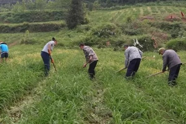 怎么种植黄花菜，新苗长出前要保持土壤湿润