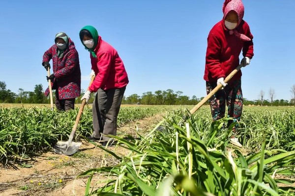 怎么种植黄花菜，新苗长出前要保持土壤湿润
