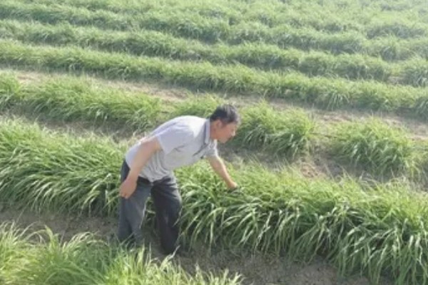 怎么种植黄花菜，新苗长出前要保持土壤湿润