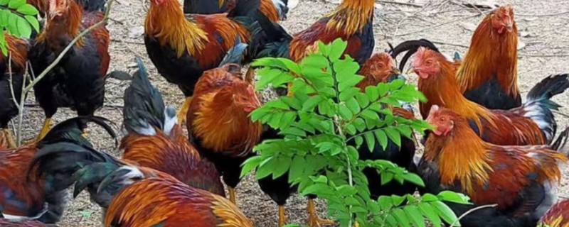 为什么公鸡不能养太久，会浪费大量的饲料