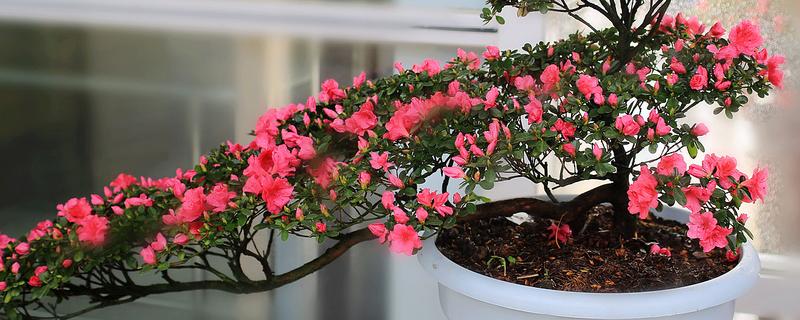 杜鹃花怎么养殖，春秋季节每隔2-3天浇一次水