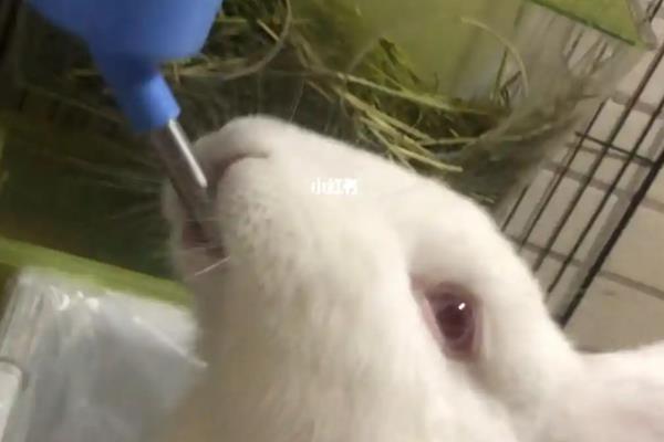 兔子食欲低的原因,先观察其是否生病了