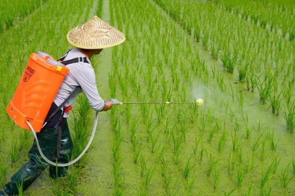 农作物如何科学补硼，一定要严格掌握施用量