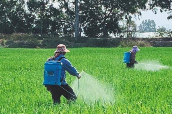 农作物如何科学补硼，一定要严格掌握施用量
