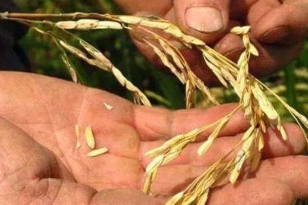 农作物如何科学补硼，一定要严格掌握施用量