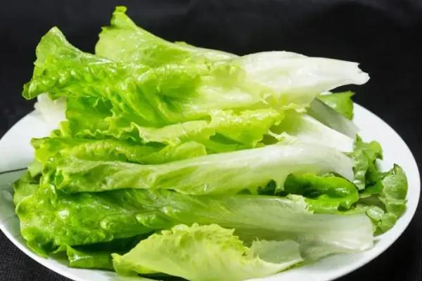 生菜是单子叶植物吗，不是单子叶植物而是双子叶植物