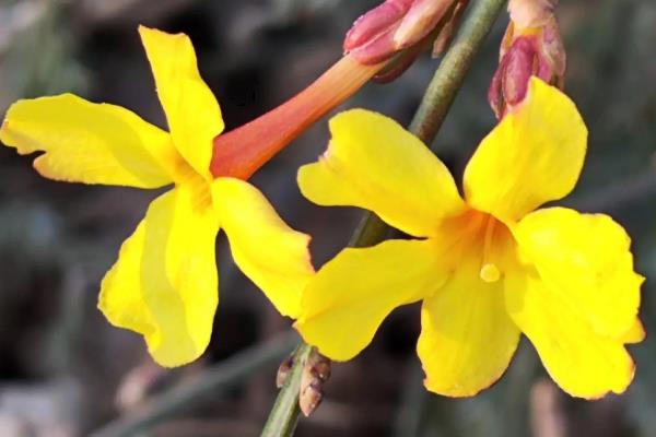 哪些花卉在春天开放,常见迎春花、杜鹃花等品种