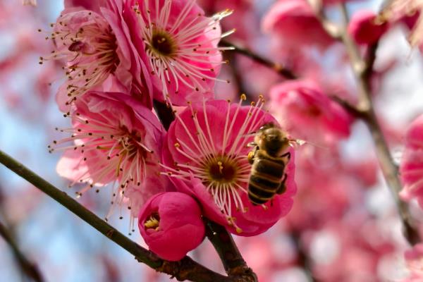 哪些花卉在春天开放,常见迎春花、杜鹃花等品种