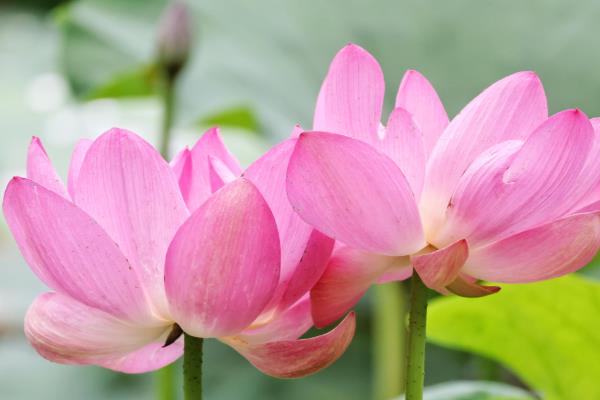 哪些花卉在春天开放,常见迎春花、杜鹃花等品种