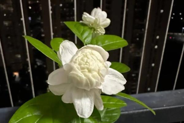 哪些花卉在春天开放,常见迎春花、杜鹃花等品种