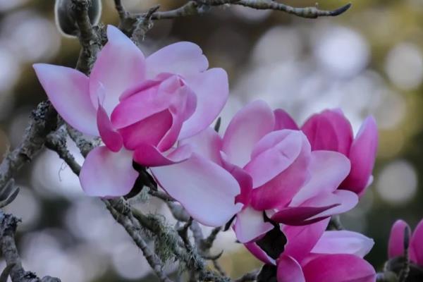 哪些花卉在春天开放,常见迎春花、杜鹃花等品种