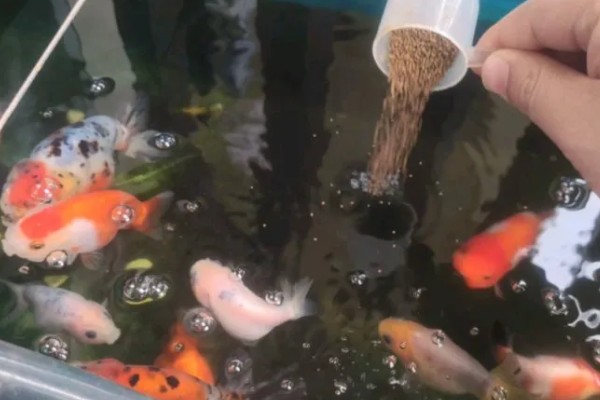 金鱼可以几天不喂食,可以长达一个月左右
