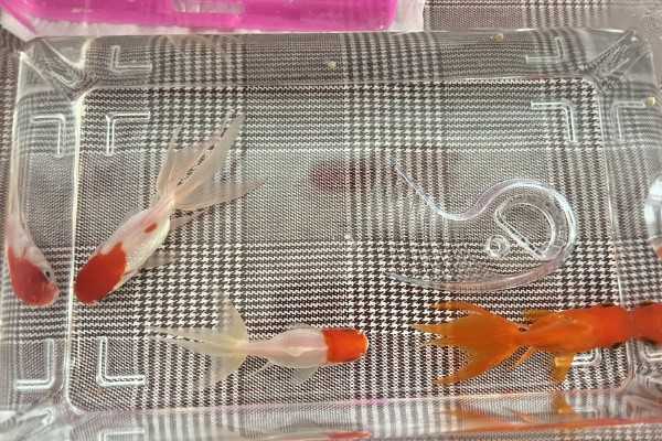 金鱼可以几天不喂食,可以长达一个月左右